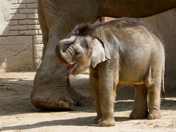 Das Elefantenkalb sucht einen Namen, Foto: Zoo Leipzig