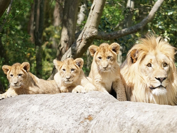 Majo mit den drei Jungtieren, Foto: Zoo Leipzig