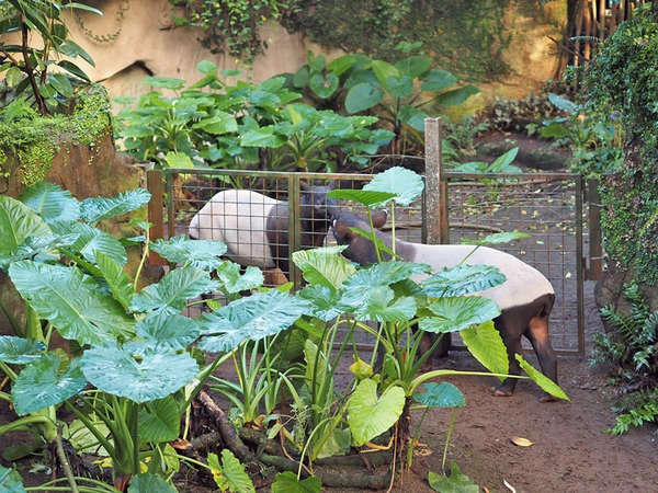 Schabrackentapirzuchtpaar Nessa und Nuang in Gondwanaland, Foto: Zoo Leipzig