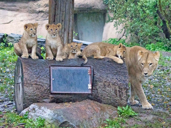 Kigali und ihr Nachwuchsquartett, Foto: Zoo Leipzig