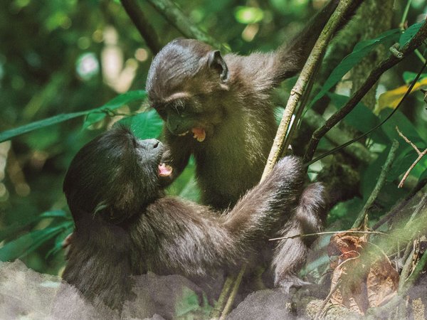 Mohrenmakaken (Macaca maura), Foto: Víctor Beltrán Francés