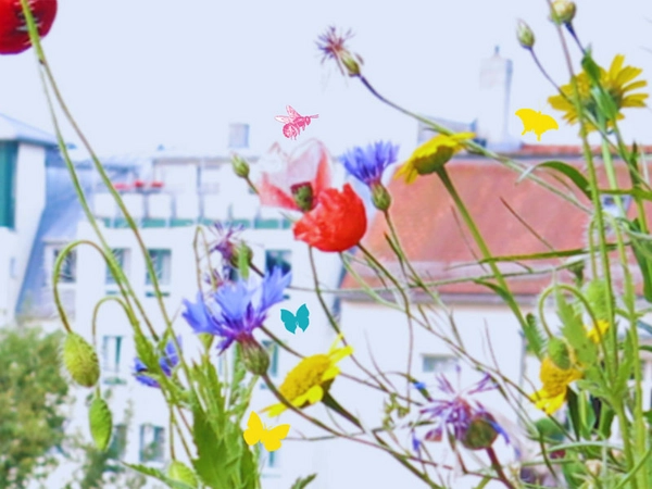 Die Blühmischung enthält 47 heimische Wildblumenarten. Foto: Ökolöwe e. V.