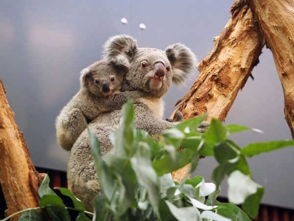 Koalaweibchen Mandie mit Sohn Bouddi, Foto: Zoo Leipzig