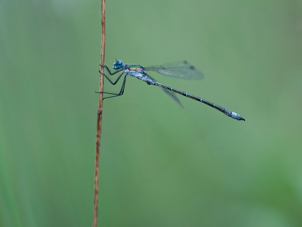 Bei der Gemeinen Binsenjungfer (Lestes sponsa) erfolgt die Eiablage von Männchen und Weibchen zusammen als Tandem. Foto: Marcus Held