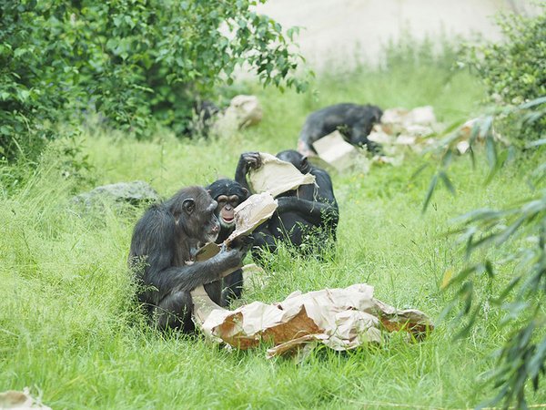 Schimpansengruppe mit Beschäftigungsmaterialen auf der Außenanlage von Pongoland, Foto: Zoo Leipzig.