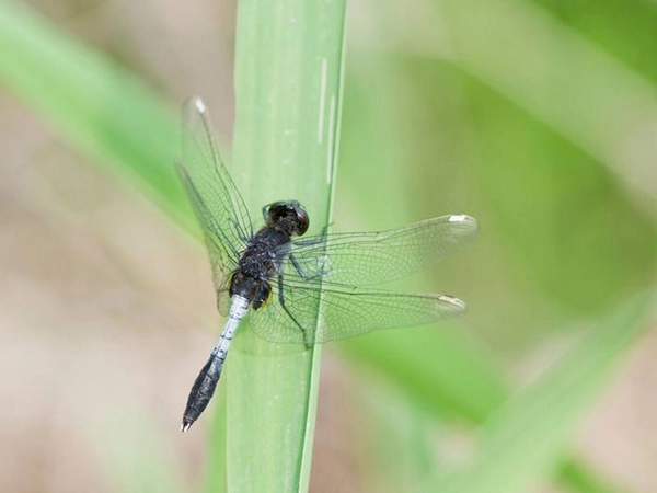 Zierliche Moosjungfer (Leucorrhinia caudalis), Foto: Marcus Held