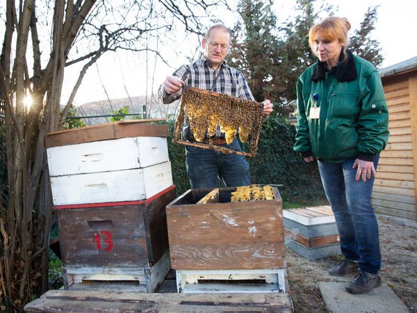 Imker Michael Hardt baut die Bienenstöcke auf dem Gelände der UKL-Gärtnerei auf. Bärbel Zimmermann, Leiterin der Gärtnerei, schaut interessiert zu. Sie war von der Idee der Bienenpatenschaft sofort begeistert. Foto: Stefan Straube / UKL