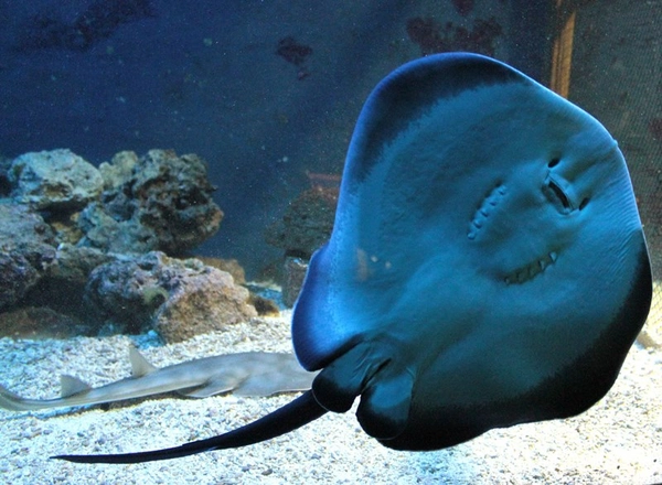 Schwarzpunktrochen im Ringbecken