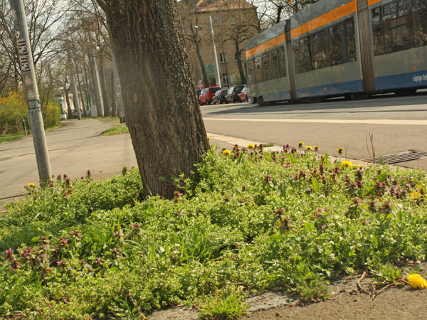 Eine Baumscheibe ohne Vegetation ist ökologisch weitgehend wertlos. Foto: Sabrina Rötsch 