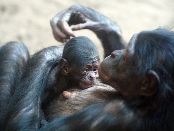 Bonobojungtier im Arm der Mutter, Foto: Zoo Leipzig