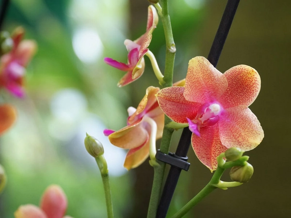 Phalaenopsis, Foto: Botanischer Garten der Universität Leipzig 