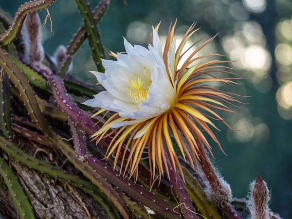 Selenicereus grandiflorus, Foto: W. Teschner