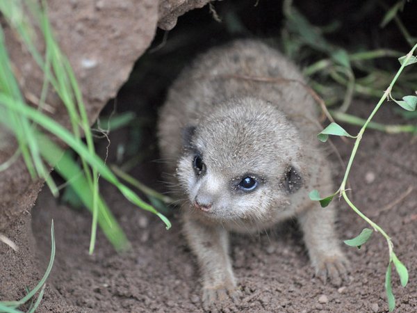 Erdmännchen Jungtier, Foto: Zoo Leipzig