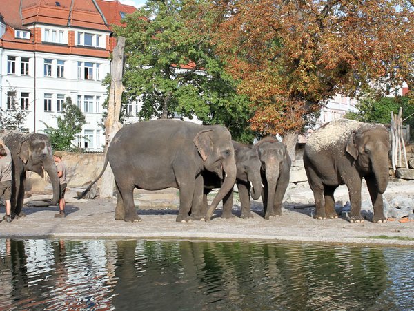 Die Berliner Elefantenherde ist da, Foto: Zoo Leipzig