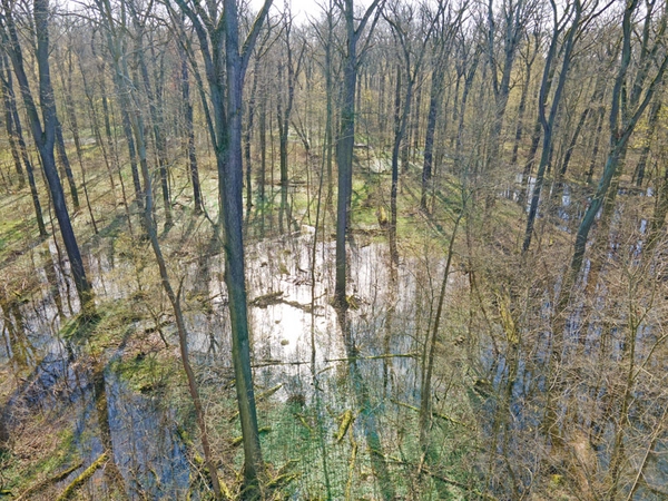 Durch die Revitalisierungsmaßnahmen in der Burgaue aus dem Frühjahr 2023 können bis zu 30 Hektar Auwaldfläche im Leutzscher Holz und in der Burgaue mit Wasser aus dem Burgauenbach versorgt werden. Foto: Michael Vieweg / UFZ Leipzig