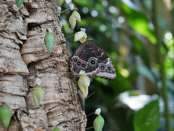 Blauer Himmelsfalter im Schmetterlingshaus, Foto: Botanischer Garten Leipzig