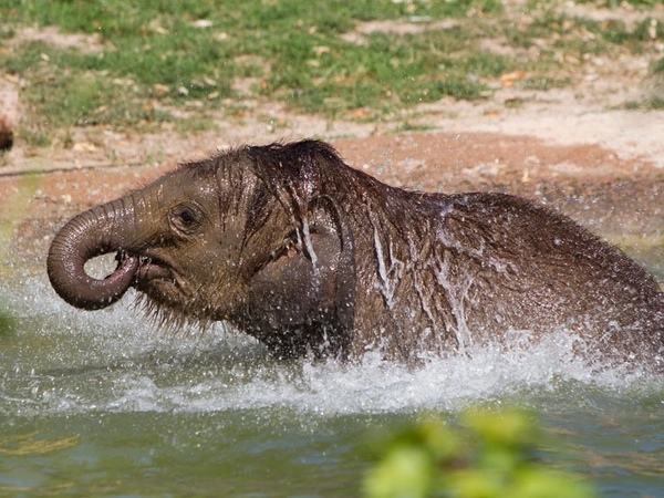 Ben Long badet, Foto: Zoo Leipzig