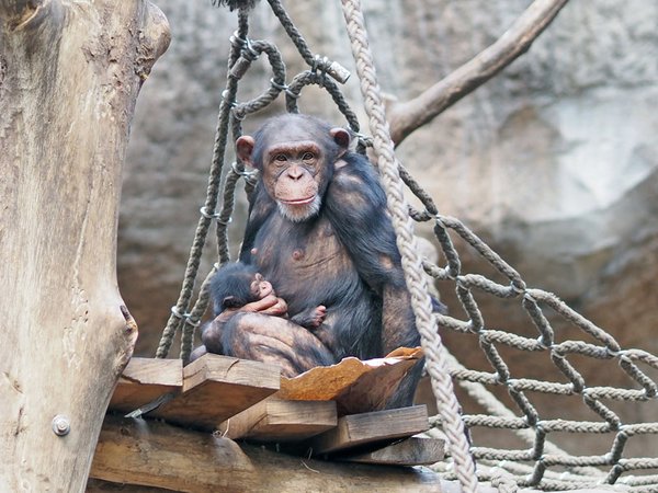 Schimpansenweibchen Changa mit Jungtier im Arm, Foto: Zoo Leipzig