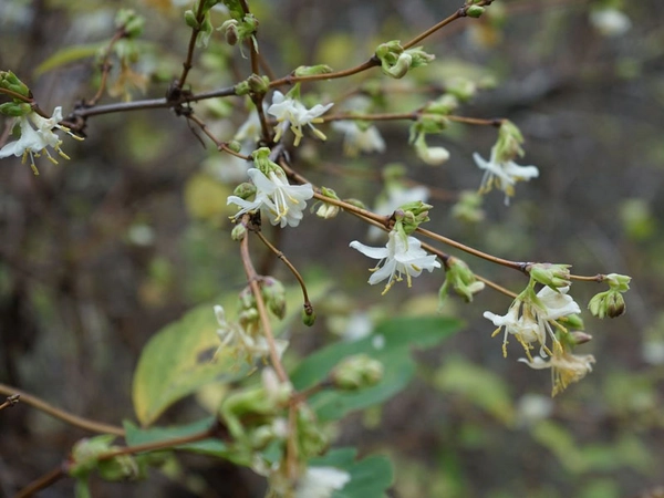 Die Winter-Heckenkirsche, die gerade im Botanischen Garten in voller Blüte steht, wird zutreffend auch Duft-Heckenkirsche genannt, denn auffälliger als die Blütenfarbe ist der über einige Meter hinweg wahrnehmbare, süßliche Duft. Foto: Botanischer G