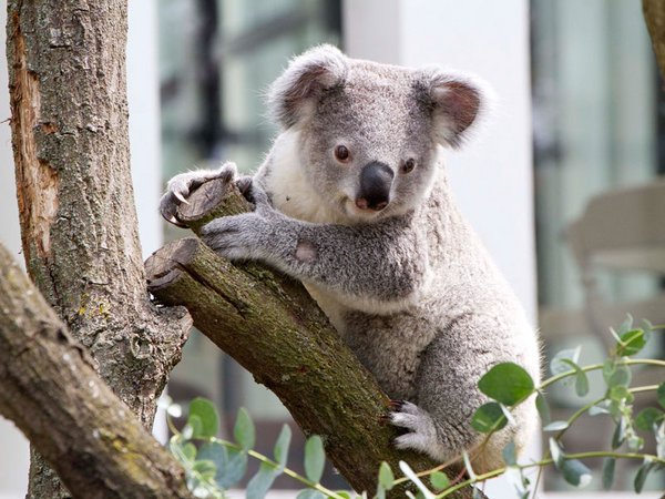 Koalajungtier Bouddi im Außengehege, Foto: Zoo Leipzig