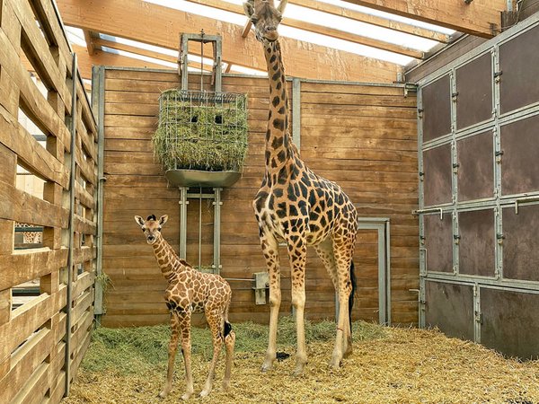 Giraffenkuh Sipiwe mit ihrer Tochter, Foto: Zoo Leipzig