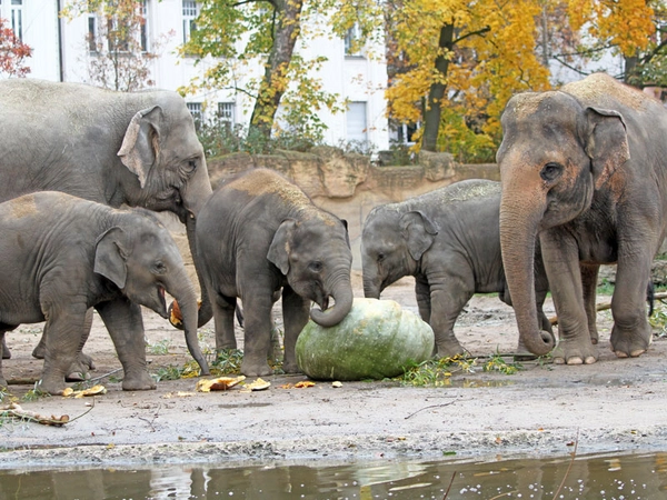 Halloween im Zoo Leipzig: Riesenkürbis bei den Elefanten, Foto: Zoo Leipzig