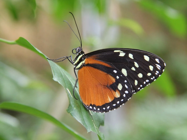 Heliconius-Falter im Botanischen Garten Leipzig, Foto: Olaf Noffke