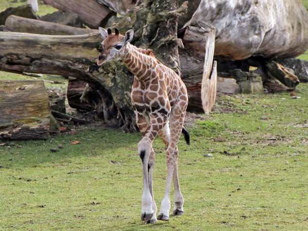 Giraffenjungtier auf der Kiwara-Savanne, Foto: Zoo Leipzig