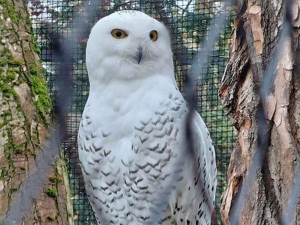 Schneeeule Schneuli im Leipziger Wildpark. Foto: Stadt Leipzig / quo