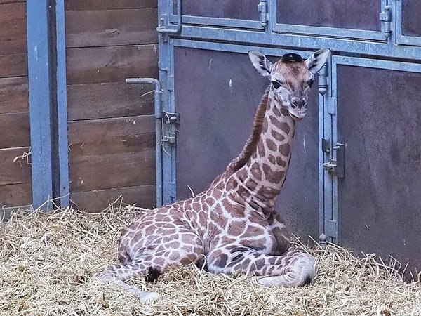 Giraffenjungtier im Stall liegend, Foto: Zoo Leipzig