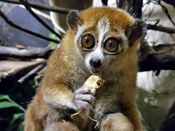 Zwergplumplori Sue mit ihren Zwillingen, Foto: Zoo Leipzig