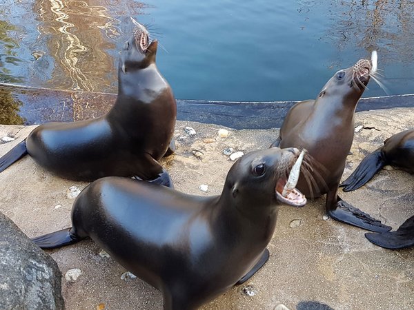 Die Seelöwen als künftige Bewohner von Feuerland genießen Training und beste Pflege, Foto: Zoo Leipzig