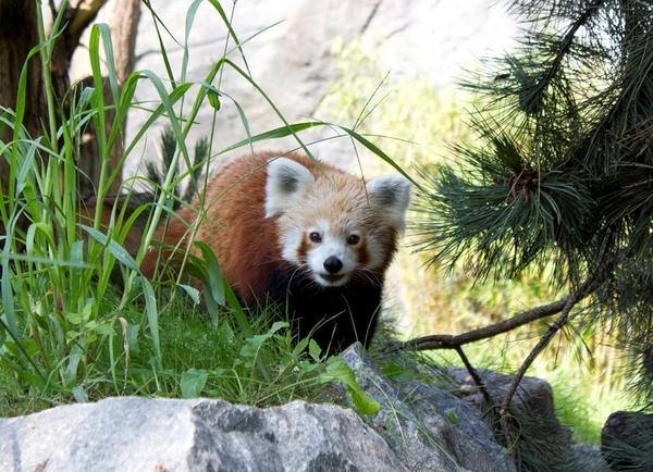 Ein roter Panda im Zoo Leipzig