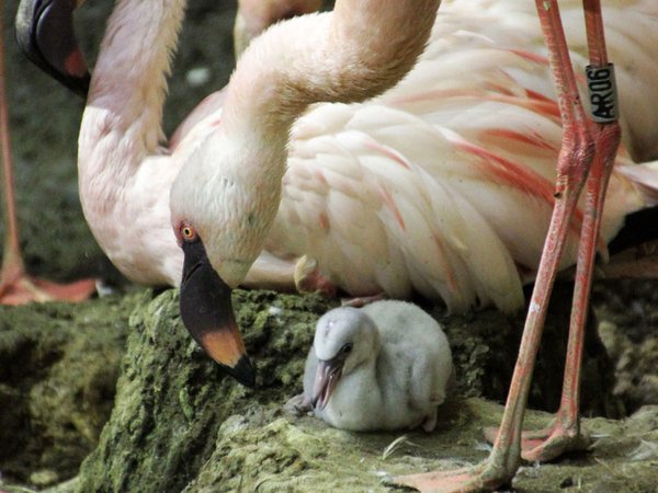 Zwergflamingo mit Jungvogel, Foto: Zoo Leipzig