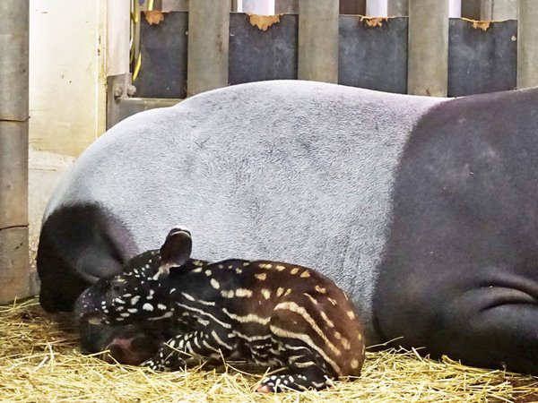 Schabrackentapir Laila hat Nachwuchs bekommen, Foto: Zoo Leipzig