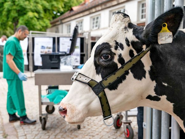 Beim 11. Leipziger Tierärztekongress spielen moderne Diagnostik- und Behandlungsmethoden eine wichtige Rolle. Hier befindet sich Kuh Elfriede in einem innovativen Behandlungsstand. Gleich wird sie auf das Bovines-Herpesvirus getestet. Foto: Tom Schulze