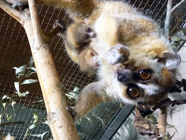 Zwergplumplori-Nachwuchs am Bauch von Mutter, Foto: Zoo Leipzig