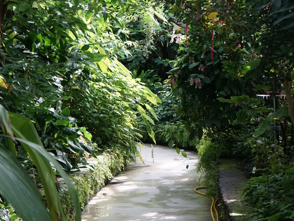 Blick ins Schmetterlingshaus, Foto: Förderkreis des Botanischen Gartens