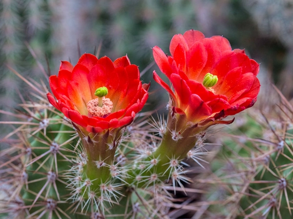 Echinocereus polyacanthus, Foto: W. Teschner