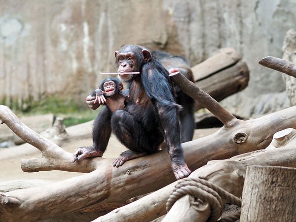 3 Monate alter Schimpansenjunge Martin mit Mutter Changa, Foto: Zoo Leipzig