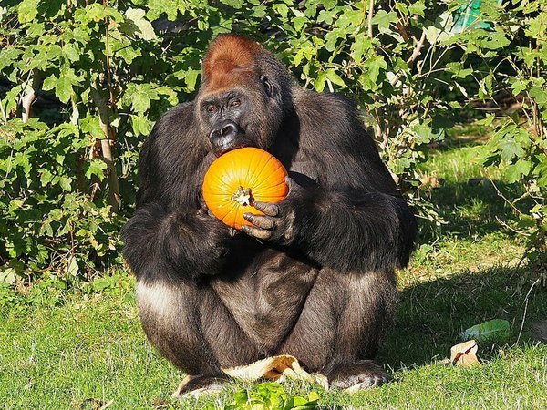 Gorillamann Abeeku mit Kürbis, Foto: Zoo Leipzig