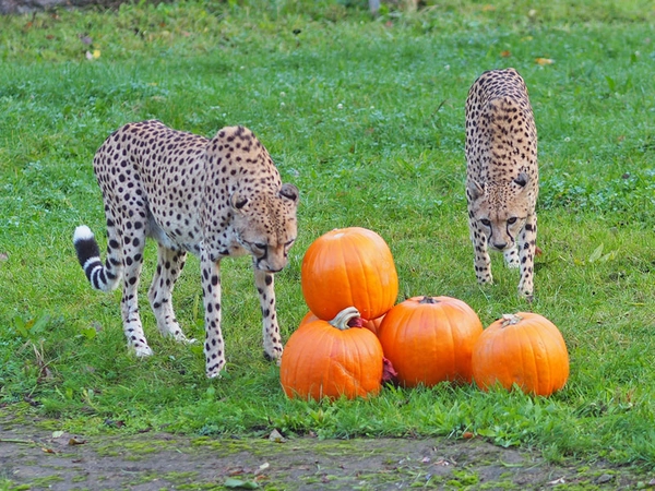 Geparden mit Kürbissen, Foto: Zoo Leipzig