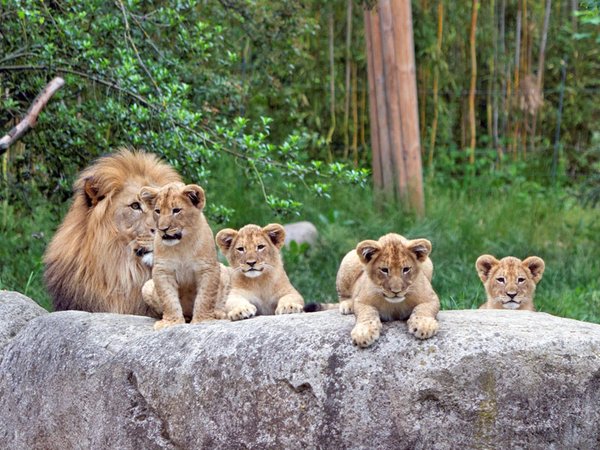 Löwenquartett mit Vater Majo, Foto: Zoo Leipzig