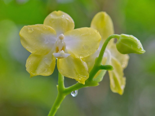 Blütentraum zur Orchideenschau im Botanischen Garten Leipzig, Foto: Olaf Noffke