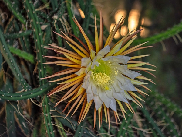 Botanischer Garten Leipzig: Selenicereus grandiflorus, Foto: W. Teschner