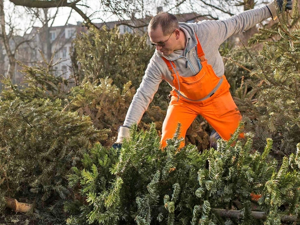 Auf den mehr als 170 Ablageplätzen können Sie Ihren Baum kostenlos entorgen. Foto: Stadtreinigung Leipzig