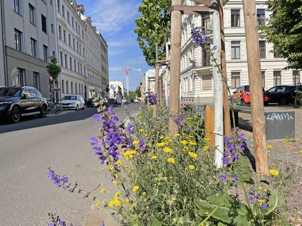 Baumbeet bepflanzt, Foto: Ökolöwe