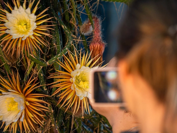 Blüte der Königin der Nacht: Selenicereus grandiflorus, Foto: W. Teschner