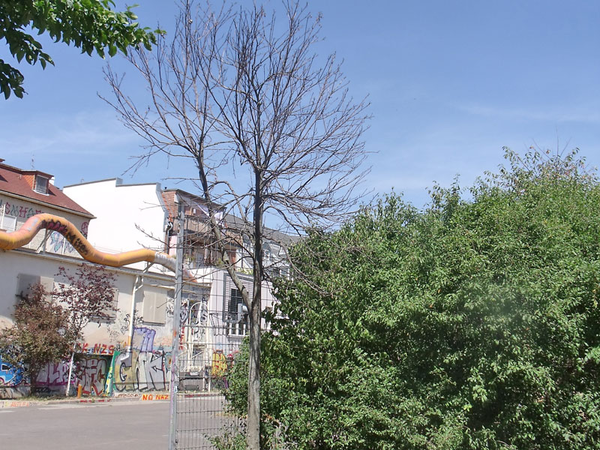 Vertrockneter Baum in Leipzig, Foto: Elke Thiess