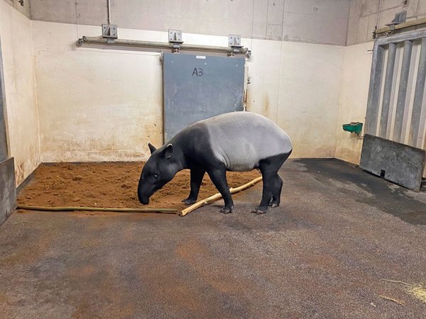 Schabrackentapir-Weibchen Nessa angekommen, Foto: Zoo Leipzig